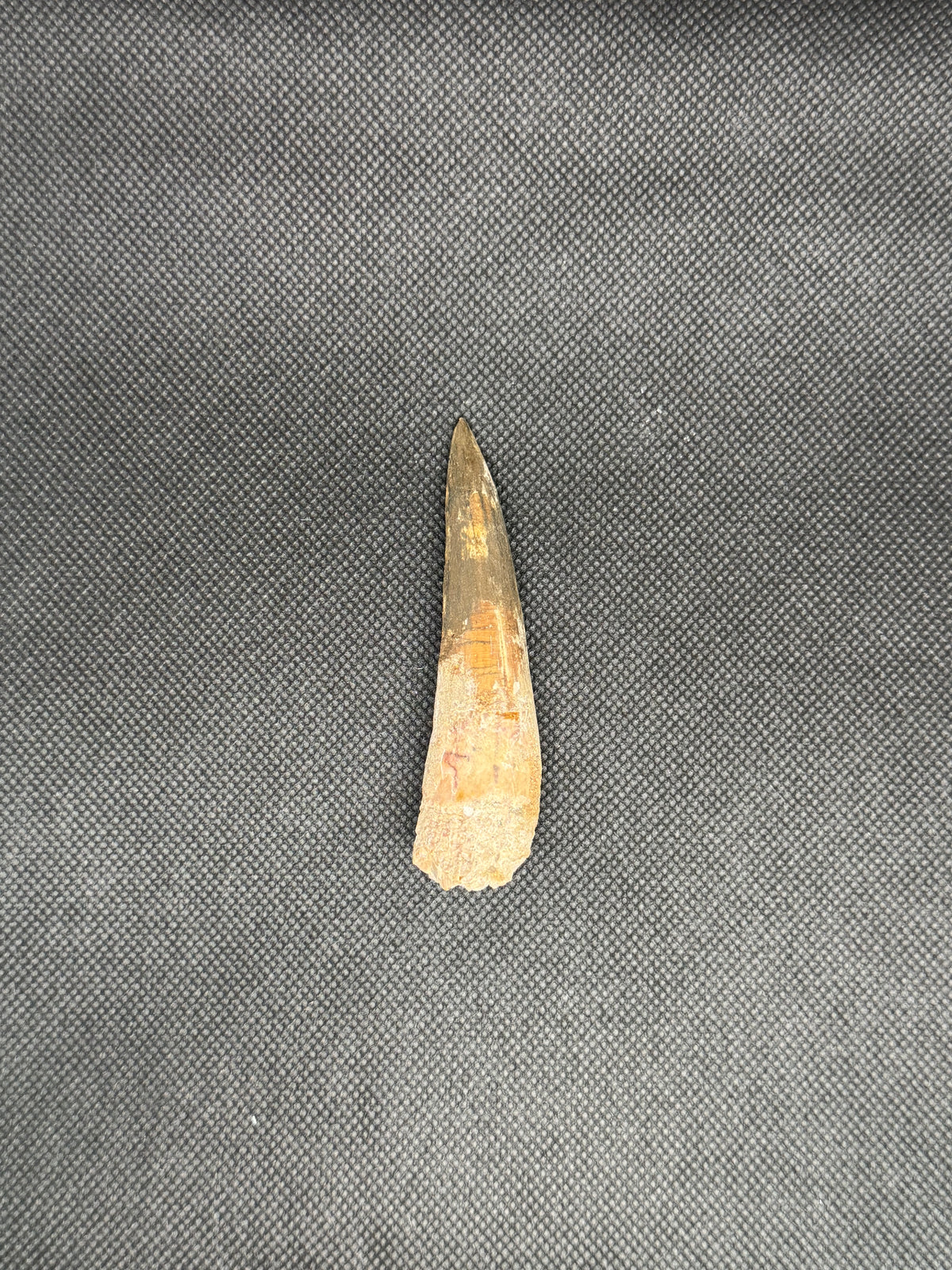 Spinosaurus Maroccanus