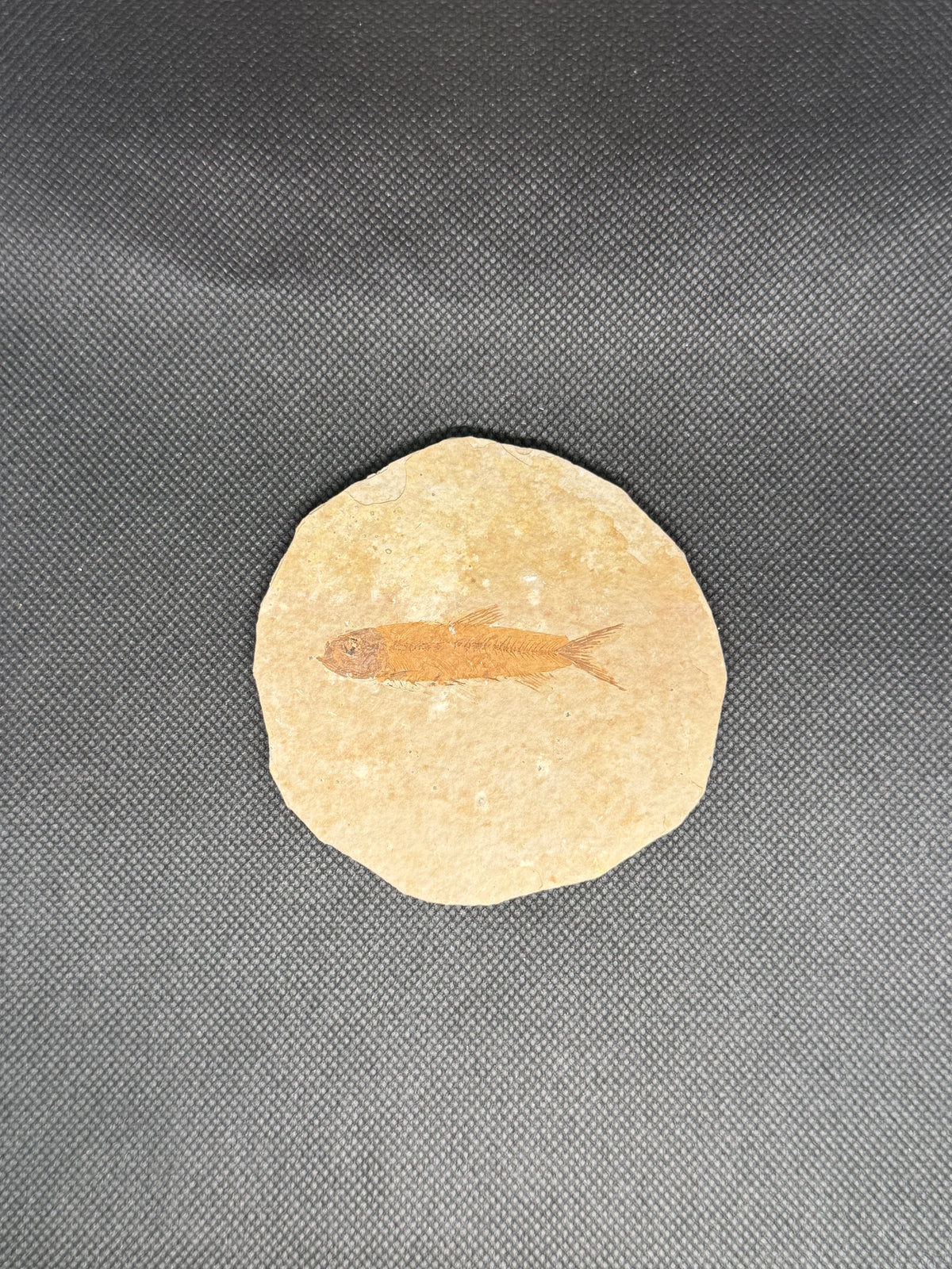 Fish Fossil