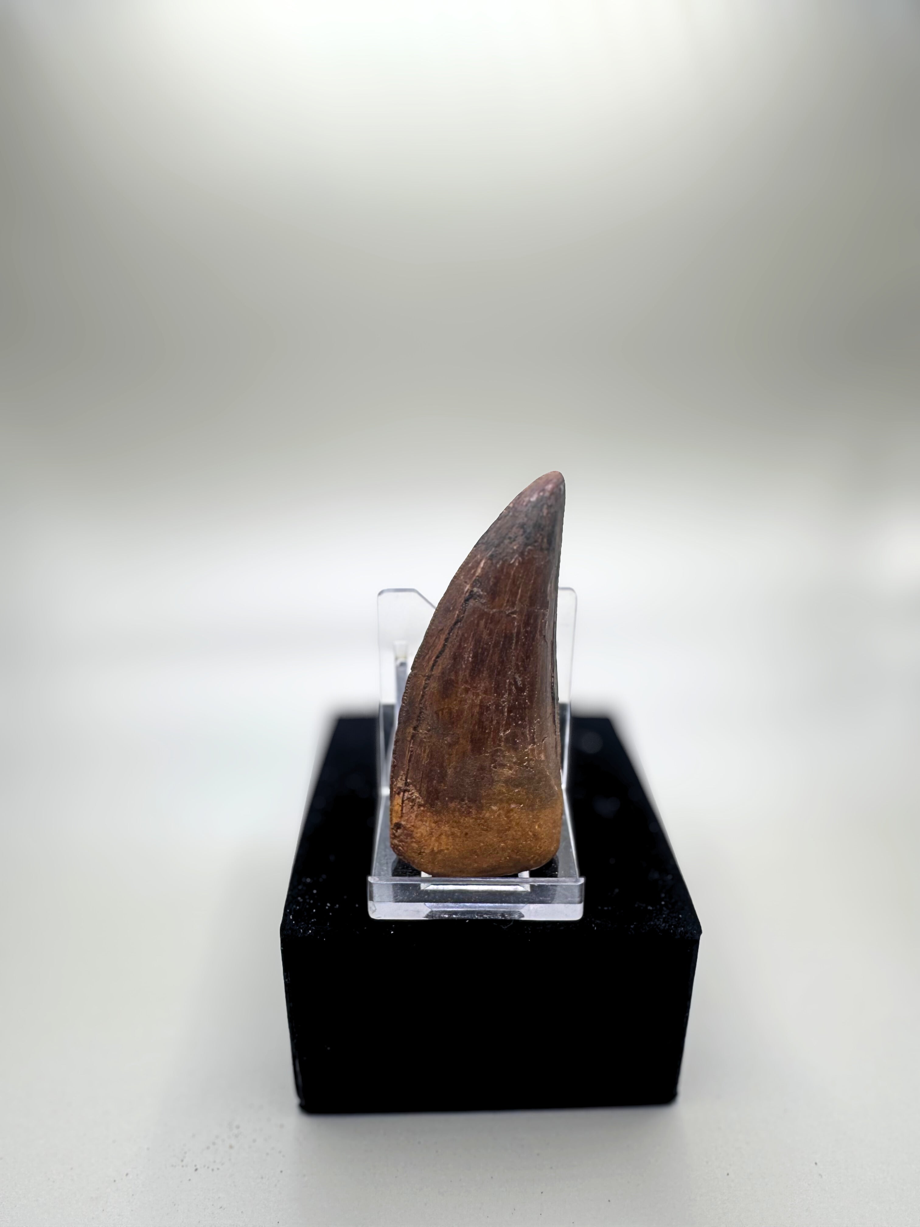 CARCHARODONTOSAURUS SAHARICUS (AFRICAN T. REX)