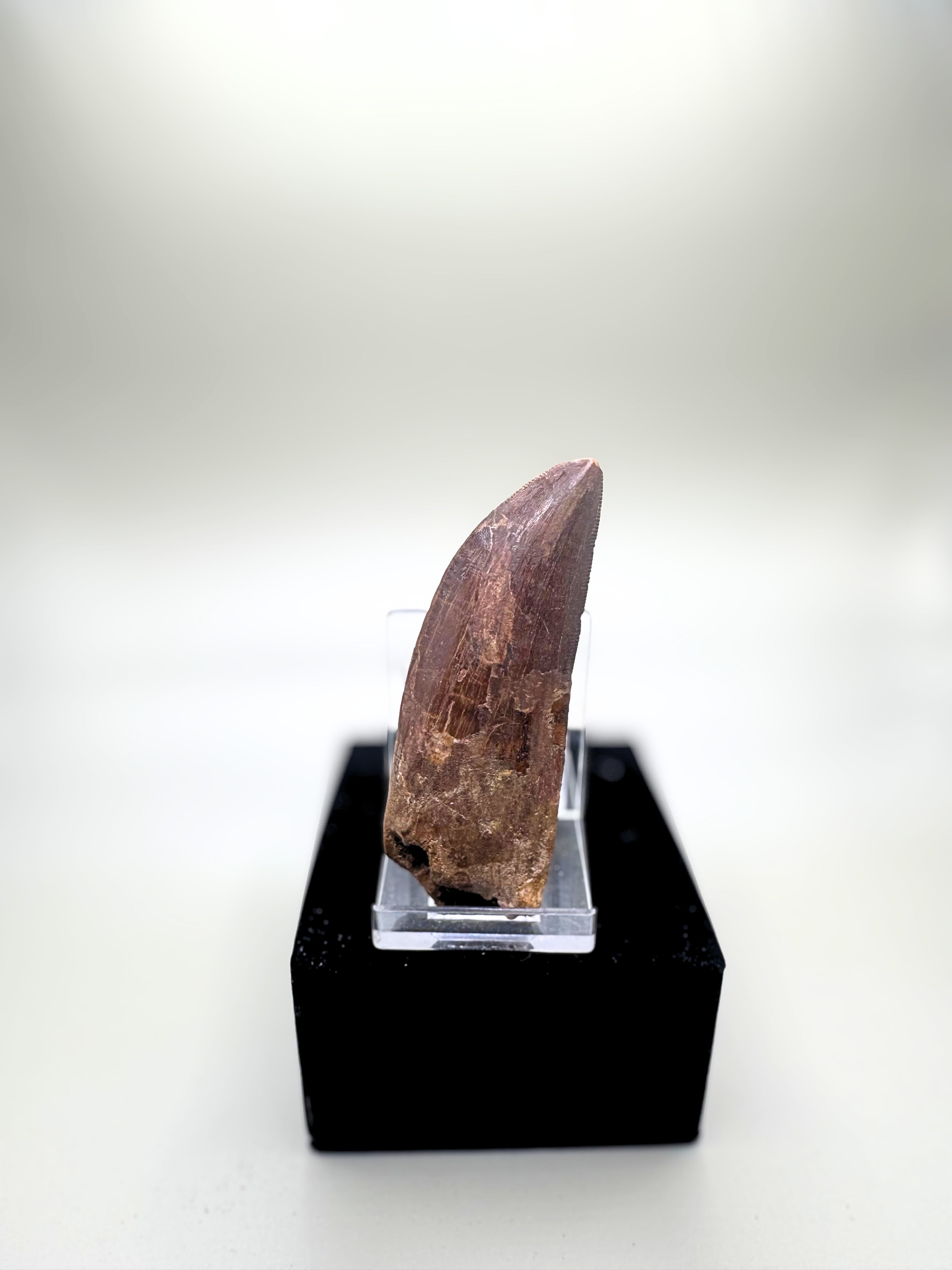 CARCHARODONTOSAURUS SAHARICUS (AFRICAN T. REX)